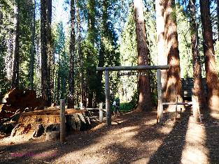 sequoia-2019-day4-25  Redwood Meadow w.jpg (680177 bytes)